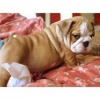 AKC Registered male and Female English Bulldog For Adoption